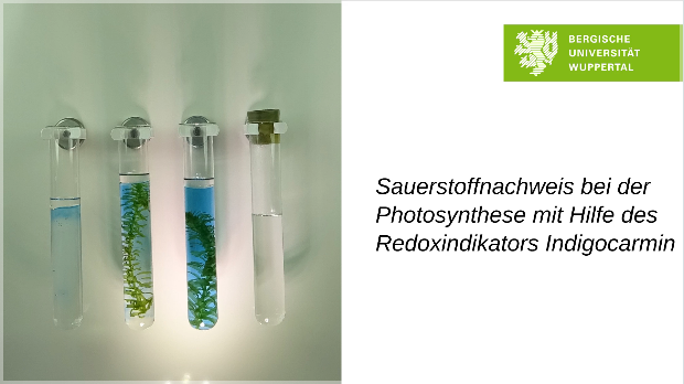 Sauerstoffnachweis bei der Photosynthese mit Hilfe des Redoxindikators Indigocarmin
