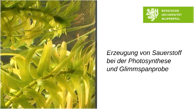 Sauerstoffproduktion der Wasserpest